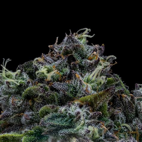 Mimosa is a sativa dominant hybrid strain (70 sativa30 indica) created through crossing the classic Purple Punch X Clementine strains. . Thawulator ground flower strain